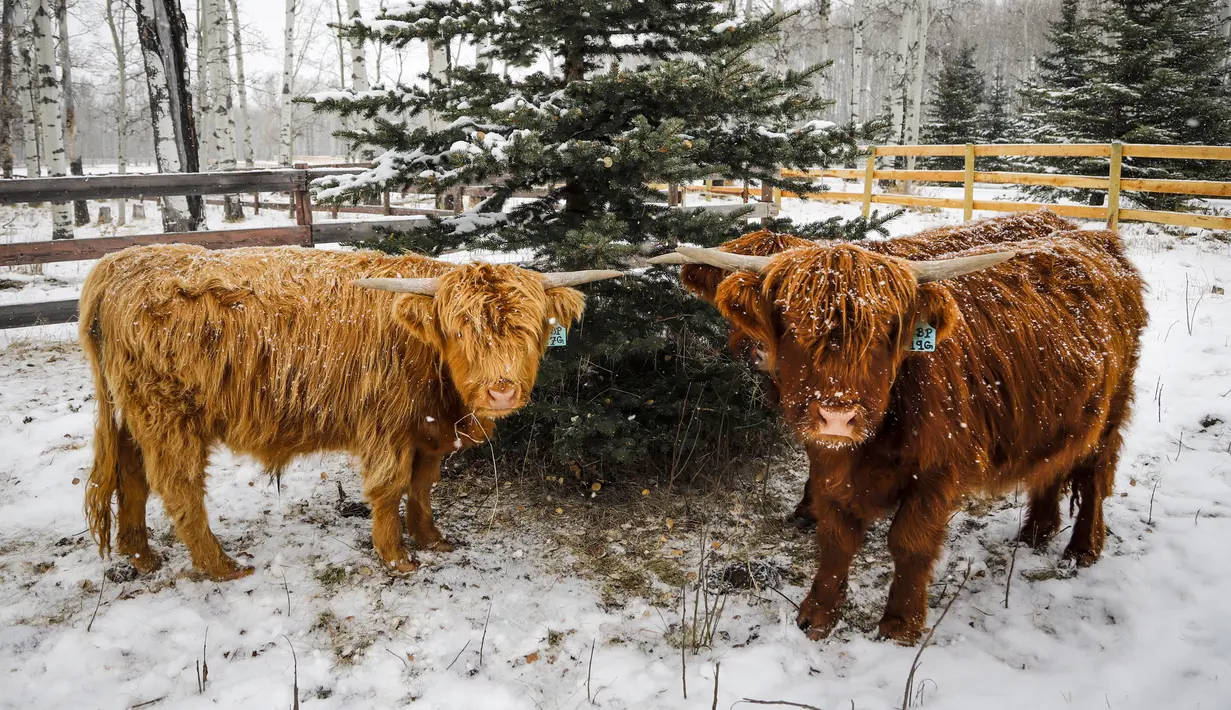 Sapi dataran tinggi merumput saat salju turun dekat Cremona di Alberta, Canada, Minggu (18/10/2020). Suhu yang sangat dingin diperkirakan akan terus berlanjut dengan lebih banyak salju di beberapa bagian Alberta minggu ini. (Jeff McIntosh/The Canadian Press via AP)