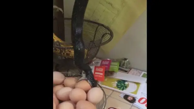 6 Momen Bikin Kaget Ketemu Ular di Dapur, Enggak Jadi Masak