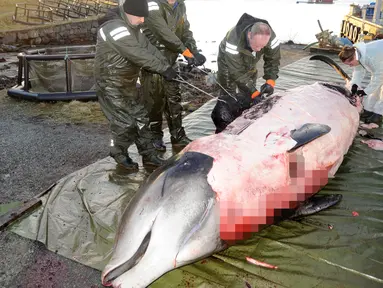 Peneliti dari Universitas of Bergen melakukan pembedahan kepada seekor paus di perairan Sotra, Norwegia, Selasa (31/1). Pembedahan dilakukan untuk mengetahui isi perut dari ikan paus tersebut. (AP Photo)