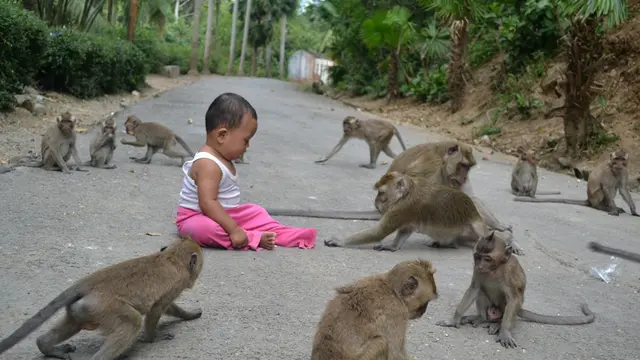 Anak-anak Cikakak tak takut bermain dengan kawanan kera. (Liputan6.com/Muhamad Ridlo)
