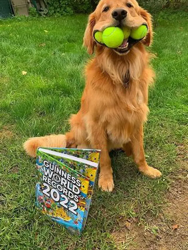 Gemas, Anjing Golden Retriever Ini Pecahkan Rekor Dunia Memuat Bola Tenis Terbanyak di Mulutnya