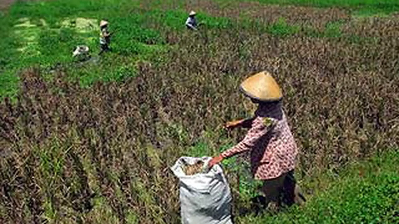 Petani di sawah