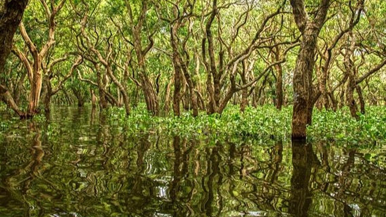 Wisata Mangrove Tarakan