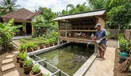 Cara Membuat Kolam Lele di Bawah Kandang Ayam, Solusi Budidaya Hemat Tempat