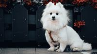 10 Small Dog Breeds if You Live in Small Apartment