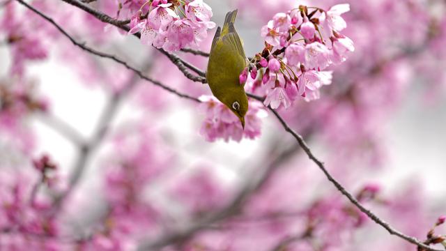 Jepang Nikmati Musim Bunga Sakura di tengah Kekhawatiran COVID-19