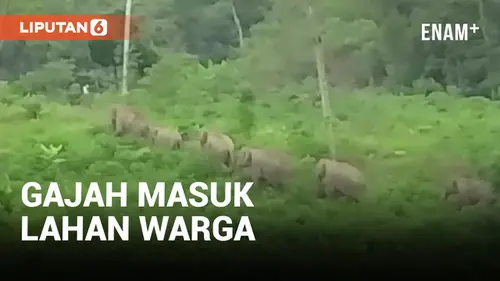VIDEO: Puluhan Gajah Liar Masuk dan Rusak Rumah Warga di Aceh Utara