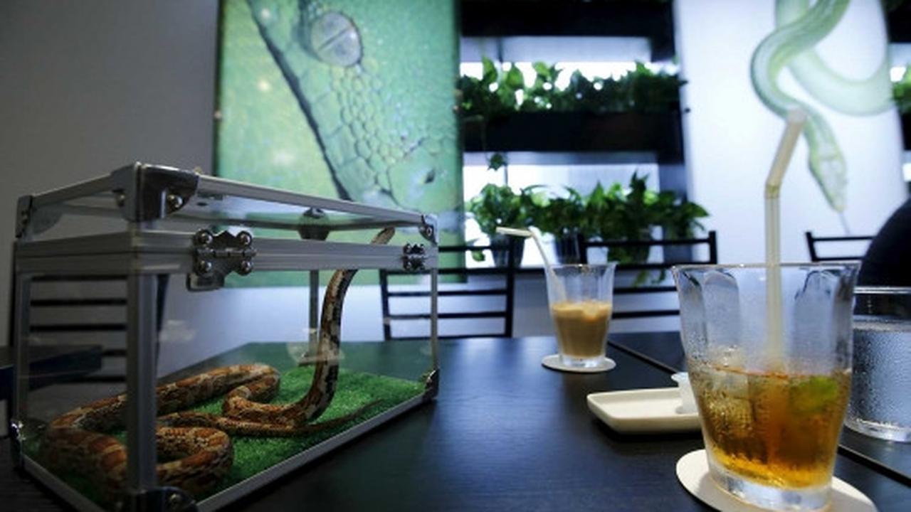 Sensasi merinding makan ditemani ular di kafe Tokyo Snake Center