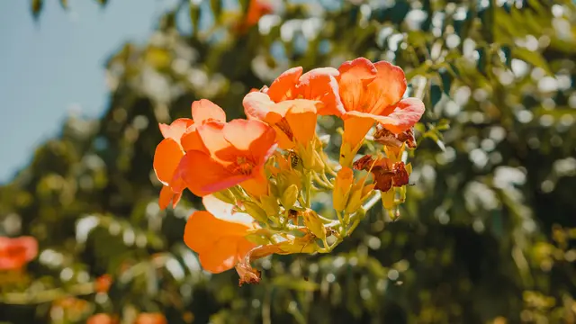 Campsis radicans