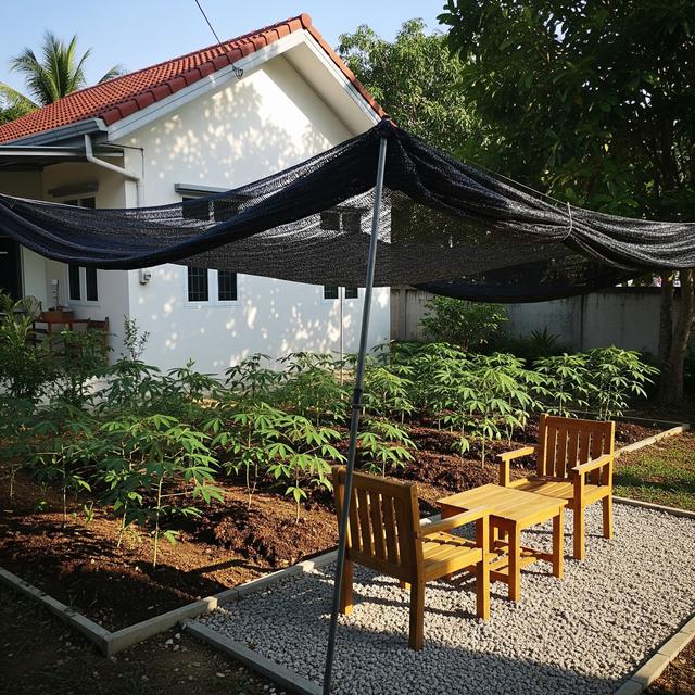 Desain Pekarangan Rumah untuk Menanam Singkong