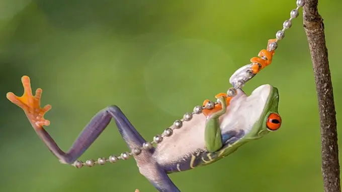 Memperkenalkan Prince, Katak yang Suka Berayun Layaknya Tarzan