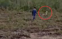 Penampakan Ular Cobra Putih Penunggu Hutan Kalimantan