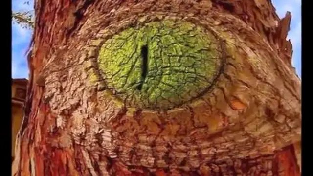 Kumpulan gambar pohon berbentuk aneh, unik, dan lucu. Betul-betul suatu kekuatan imajinasi manusia.