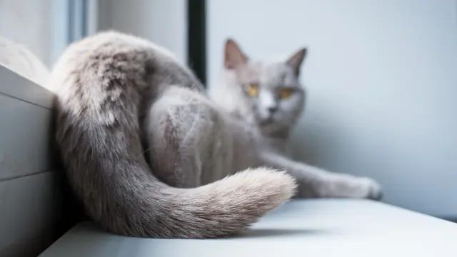 5 Aksi Lucu yang Dilakukan Kucing, Ternyata ada Alasan Ilmiahnya