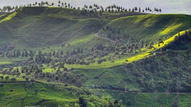 Perkebunan teh sinumbra di Ciwidey, dekat jalur pendakian ke Gunung Batu Ciwidey.