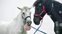 Warganet dibuat gemas dengan keakraban sepasang kuda yang romantis ini.