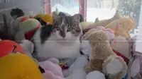 Seekor kucing berhasil masuk vending machine agar tetap hangat di cuaca yang dingin. (News.com.au)