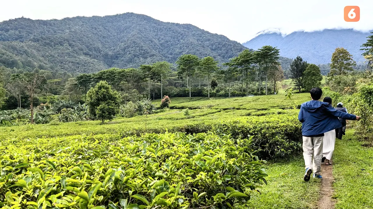 Forest Healing untuk Meredakan Stres