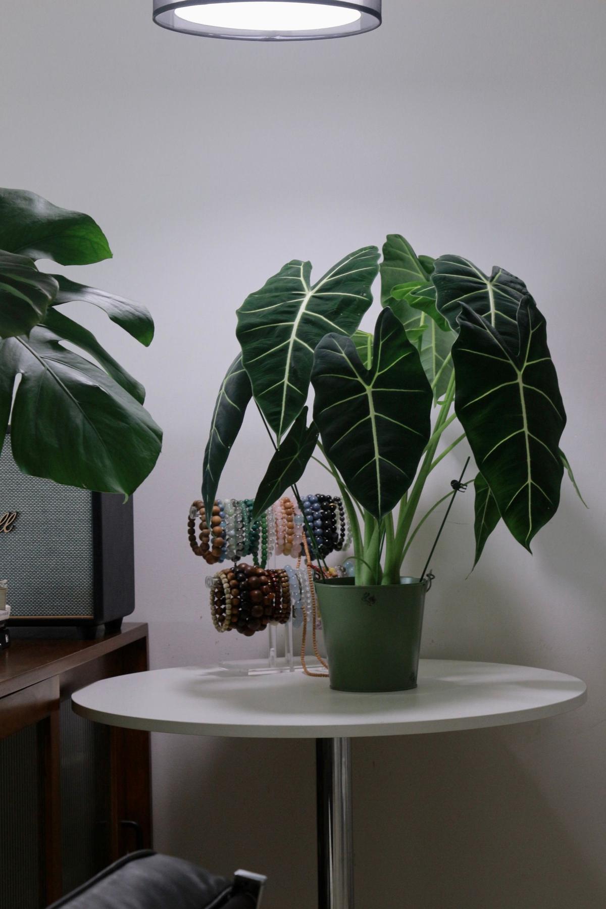 Tanaman Alocasia