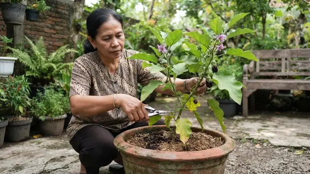 Pemangkasan Tanaman Terong di Pot