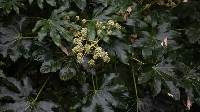 Aralia Dwarf