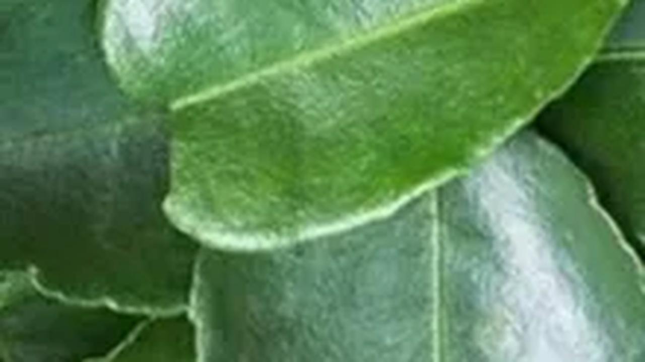 Manfaat Daun Jeruk Purut