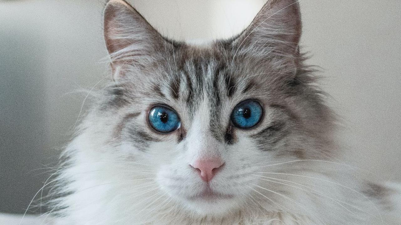 Cara Mengobati Scabies Kucing