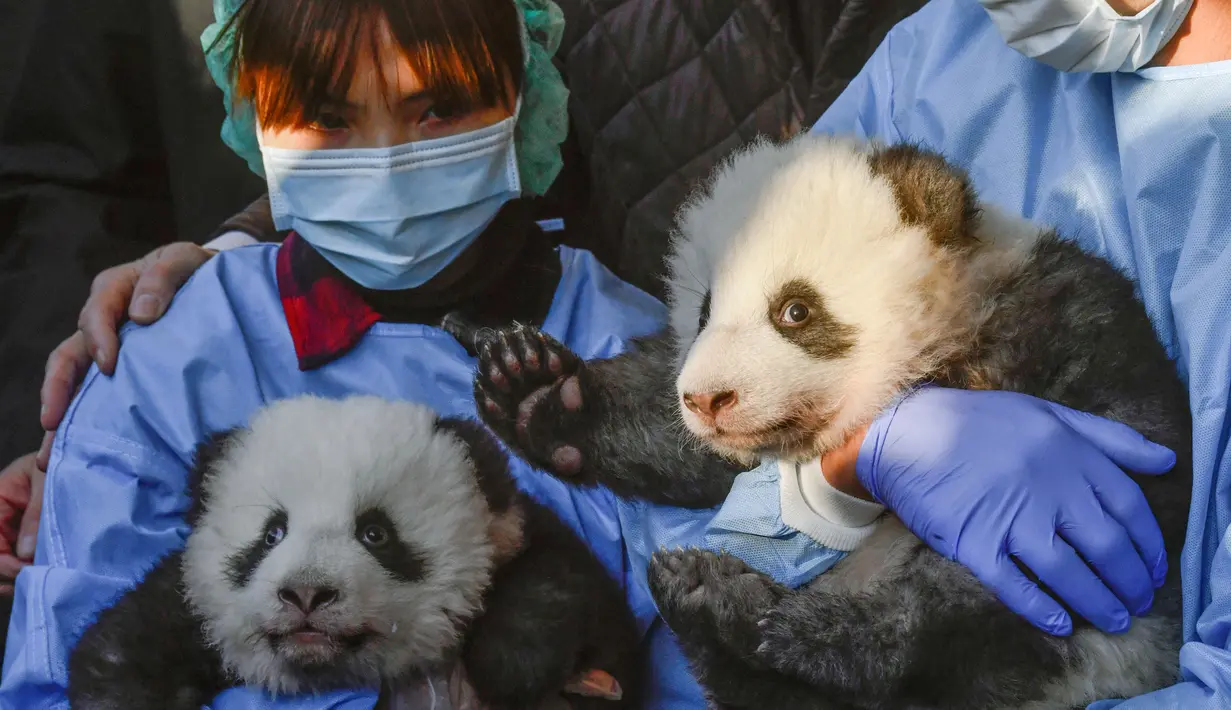 Dua anak panda "Meng Yuan" (kiri) dan "Meng Xiang" diperlihatkan setelah mereka diberi nama di kebun binatang Zoologischer Garten, Berlin (9/12/2019). "Meng Yuan" dan "Meng Xiang" tetap milik Tiongkok dan harus dikembalikan dalam waktu empat tahun setelah mereka disapih. (AFP/Odd Andersen)
