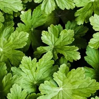 Ilustrasi daun mugwort (Foto dok : Freepik/freepik).