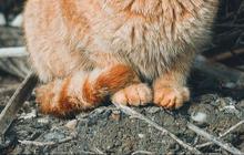 Efek Gigitan Kucing Liar, Ketahui Cara Mengatasinya