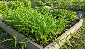 Tanaman Kangkung di Halaman Rumah. (Foto: Gemini AI)