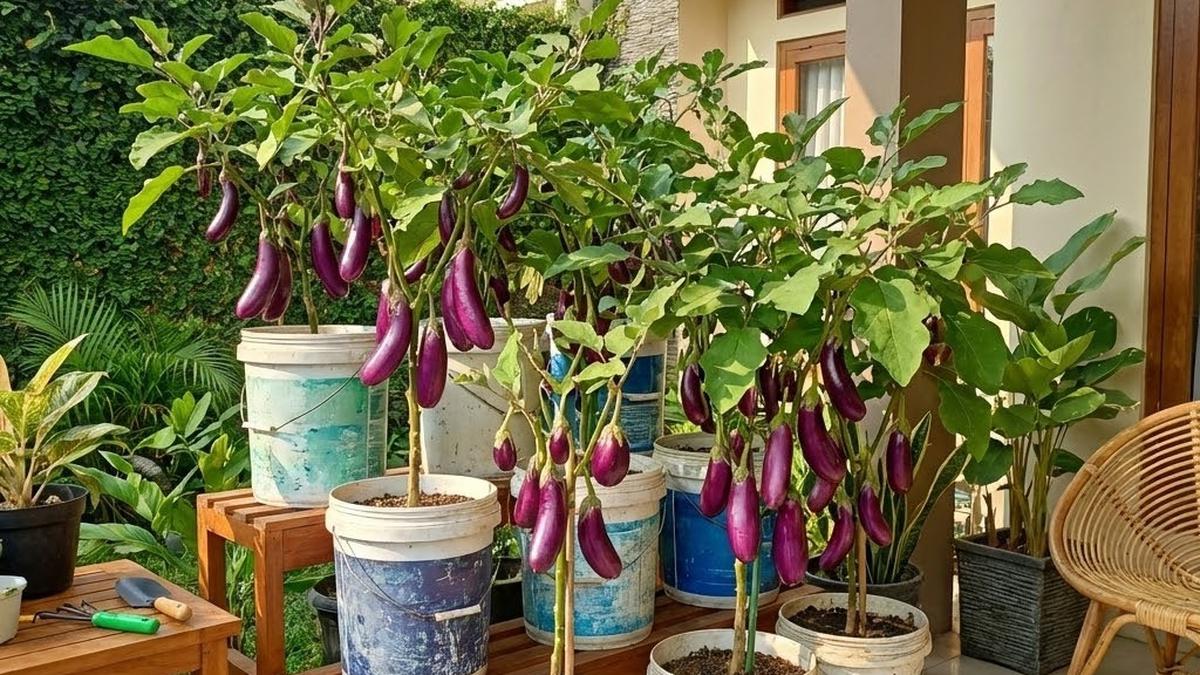 10 Ide Kebun Sayur di Rumah Tanpa Halaman, Lahan Sempit Bukan Lagi Halangan