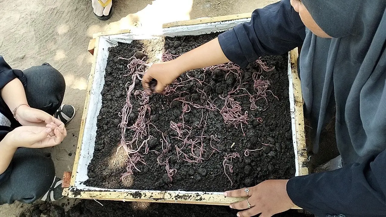 Penempatan cacing merah  pada kotoran sapi di bad vermicompost (Istimewa)