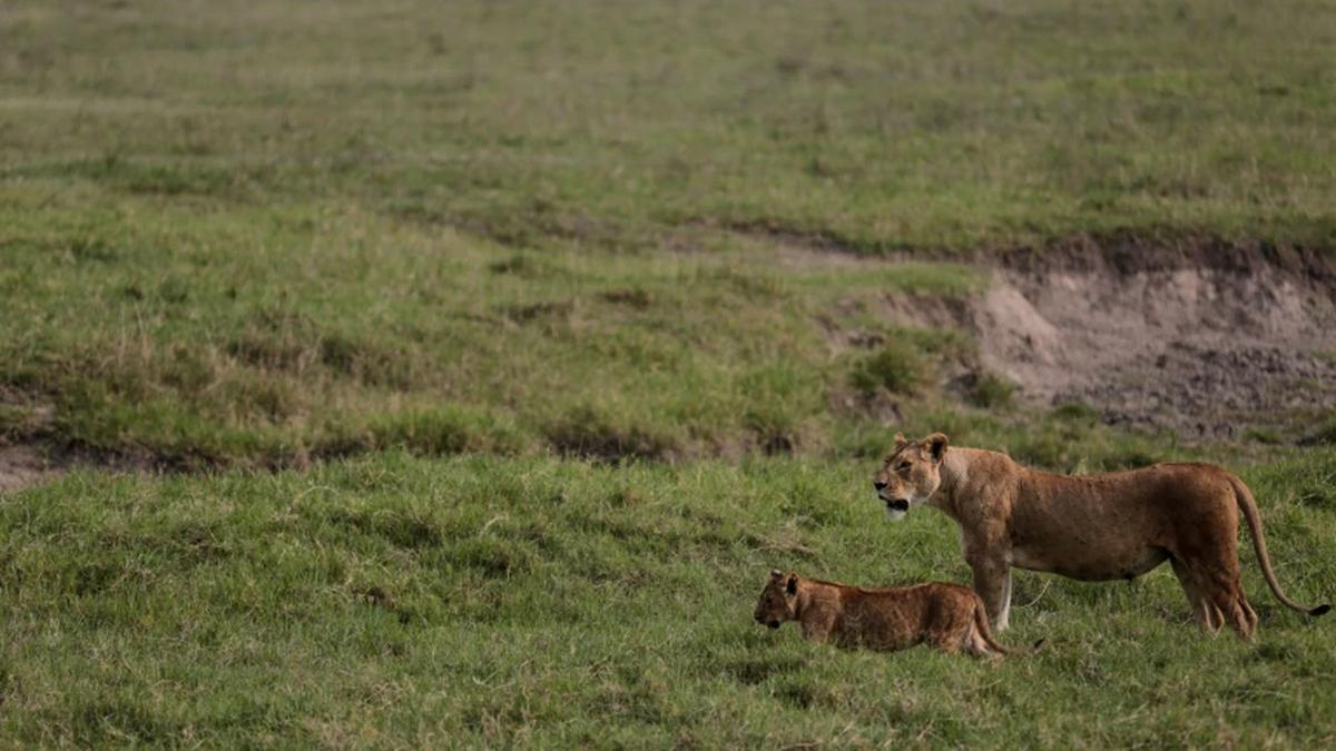 10 Singa Ditemukan Mati di Tanzania, Diduga Keracunan