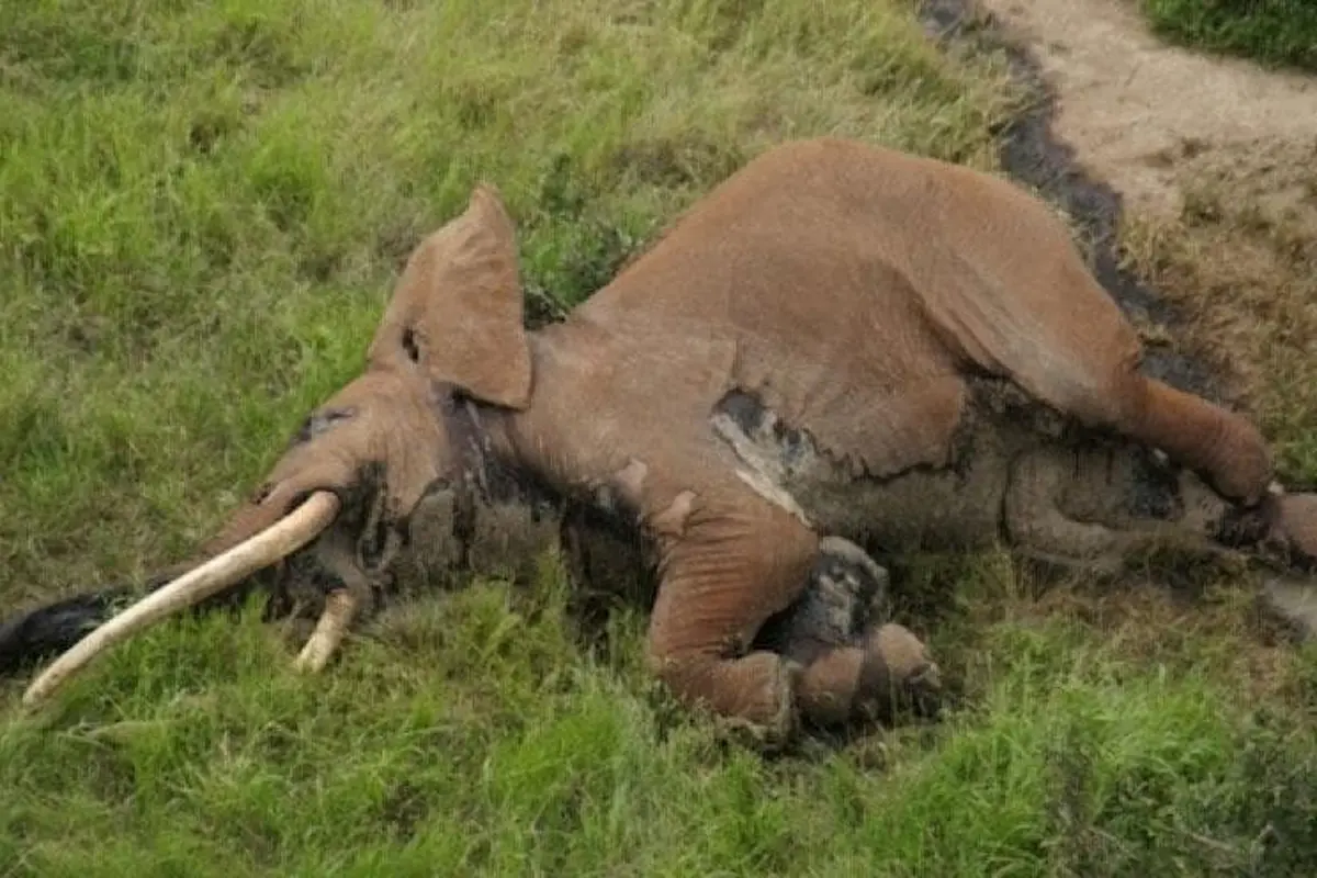 [Bintang] gajah 