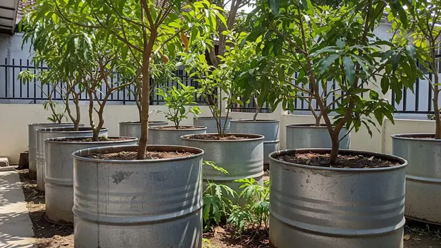Desain Kebun Buah di Drum Bekas Skala Rumahan