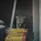 Video Macan Terkam Orang di Papandayan Ternyata Hoaks, Simak Faktanya