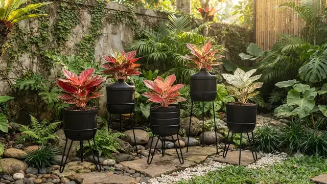 Inspirasi Pot Aglonema dari Galon Bekas