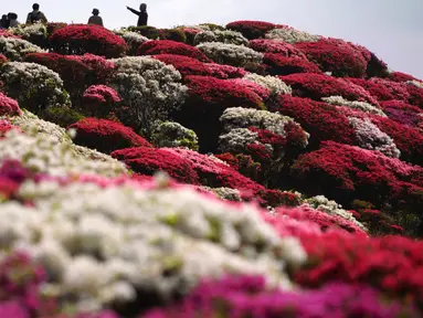 Bunga-bunga Azalea berwarna-warni tampak mekar di taman Nagushiyama, Prefektur Nagasaki, barat daya Jepang, 15 April 2018. Keindahan dari bunga cantik ini hanya bisa disaksikan pada bulan April hingga Mei saja. (AP Photo/Eugene Hoshiko)