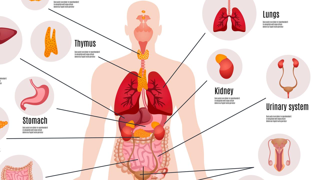 Mengenal Sistem Ekskresi pada Manusia, Struktur Organ dan Peranannya