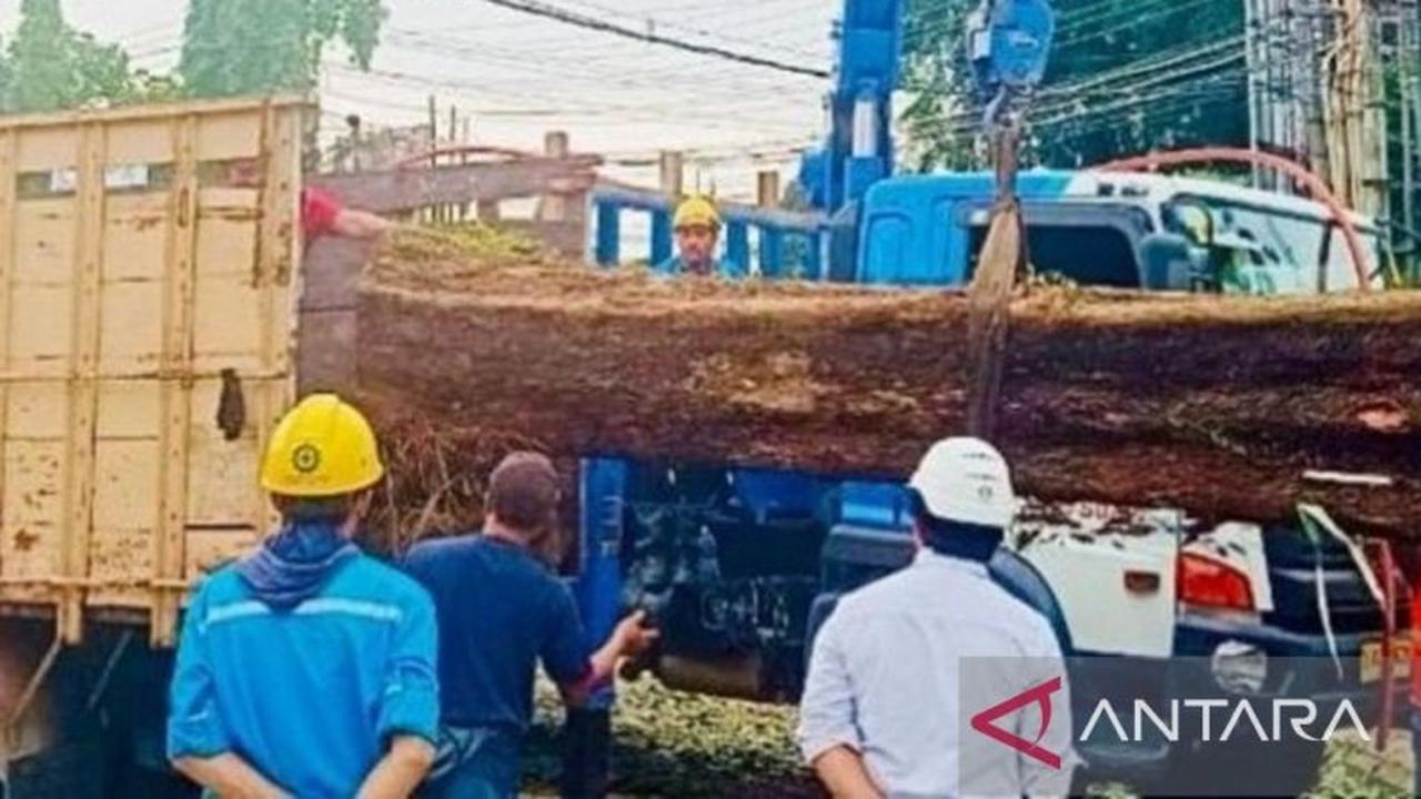 Mengapa Pohon Tua Berbahaya? DLH Intensifkan Pemangkasan Pohon Pangkalpinang Cegah Tumbang di Musim Hujan
