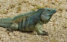 Negara Ini Tawarkan Uang Bagi Warga yang Bisa Basmi Iguana Hijau, Nilai Per Ekornya Fantastis