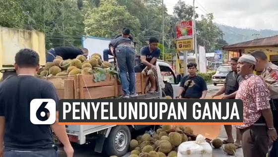VIDEO: 254 Kg Ganja Diselundupkan Tertutup Durian