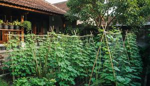 Model Kebun Sayur Rambat yang Bikin Halaman Terlihat Adem/Gemini AI