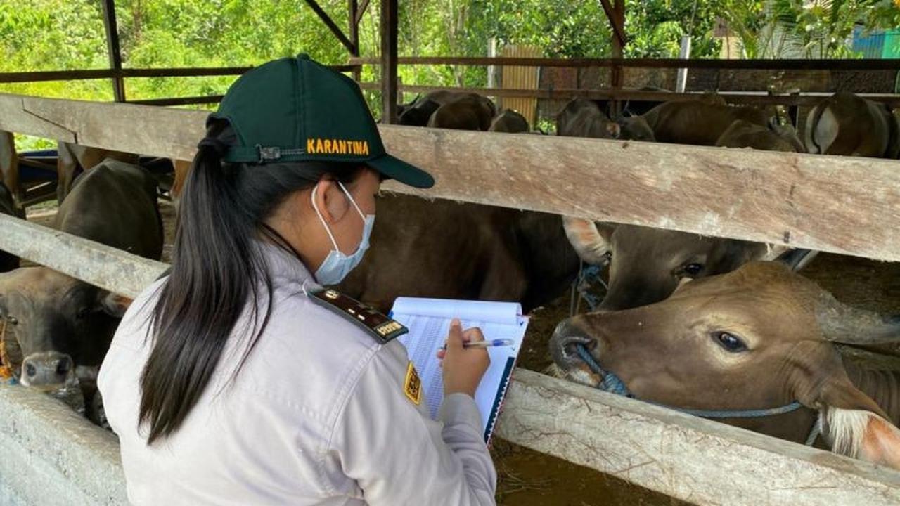 Karantina Papua Tengah Pastikan Ratusan Hewan Kurban Sehat dan Aman Jelang Idul Adha 1447 H