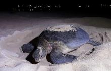 Pemerintah China Kini Was-Was dengan Penyu dan Ikan Mata-Mata