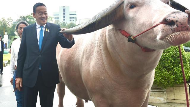 Perdana Menteri Thailand Srettha Thavisin menyambut kedatangan kerbau albino bernama Ko Muang Phet di Gedung Pemerintahan Bangkok. (X/@Thavisin)