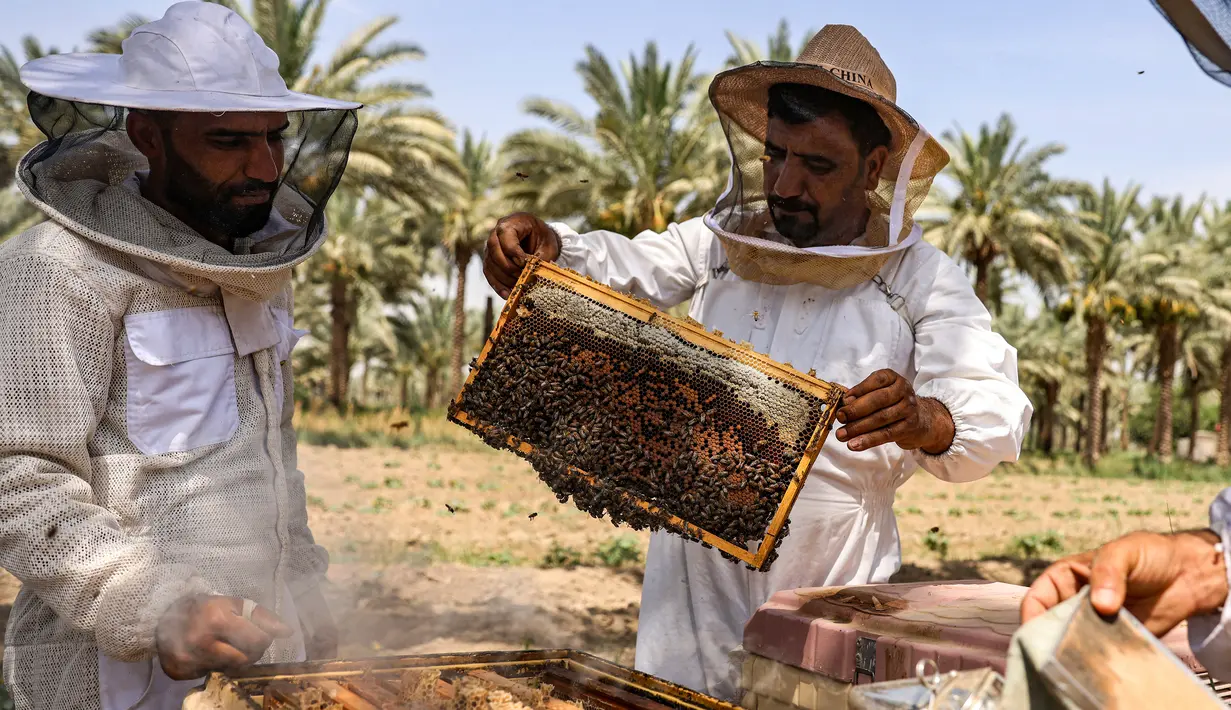 Dan menyebabkan penurunan kuantitas dan kualitas produksi. (AFP/AHMAD AL-RUBAYE)