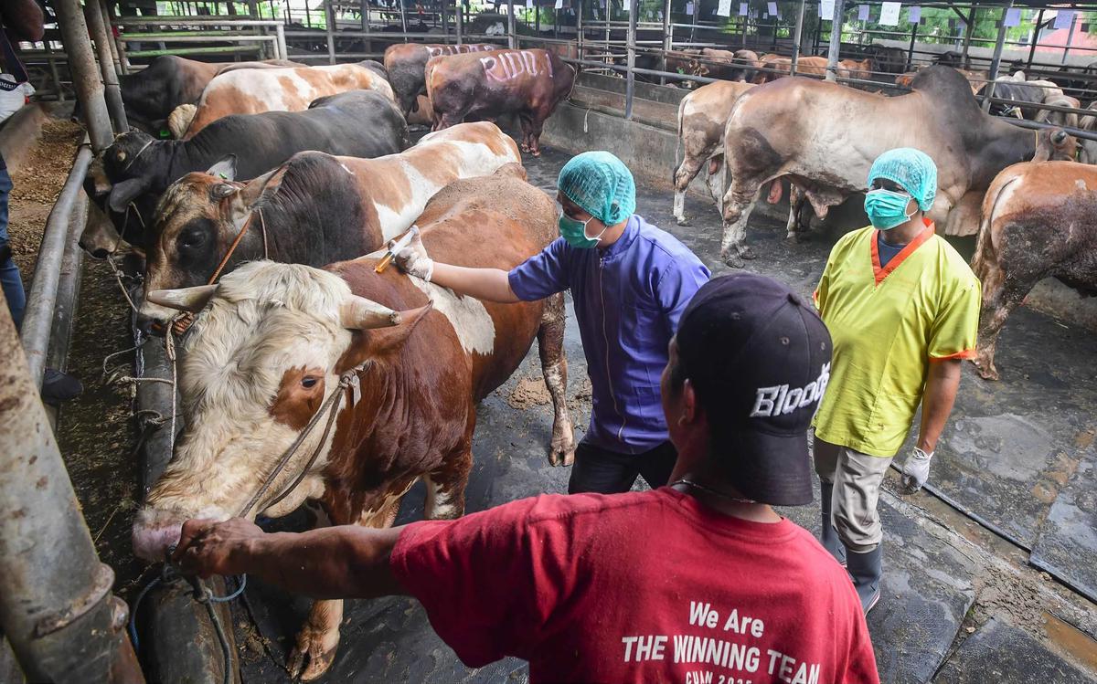 FOTO: Pemeriksaan Hewan Kurban Diperketat Jelang Idul Adha 1447 H