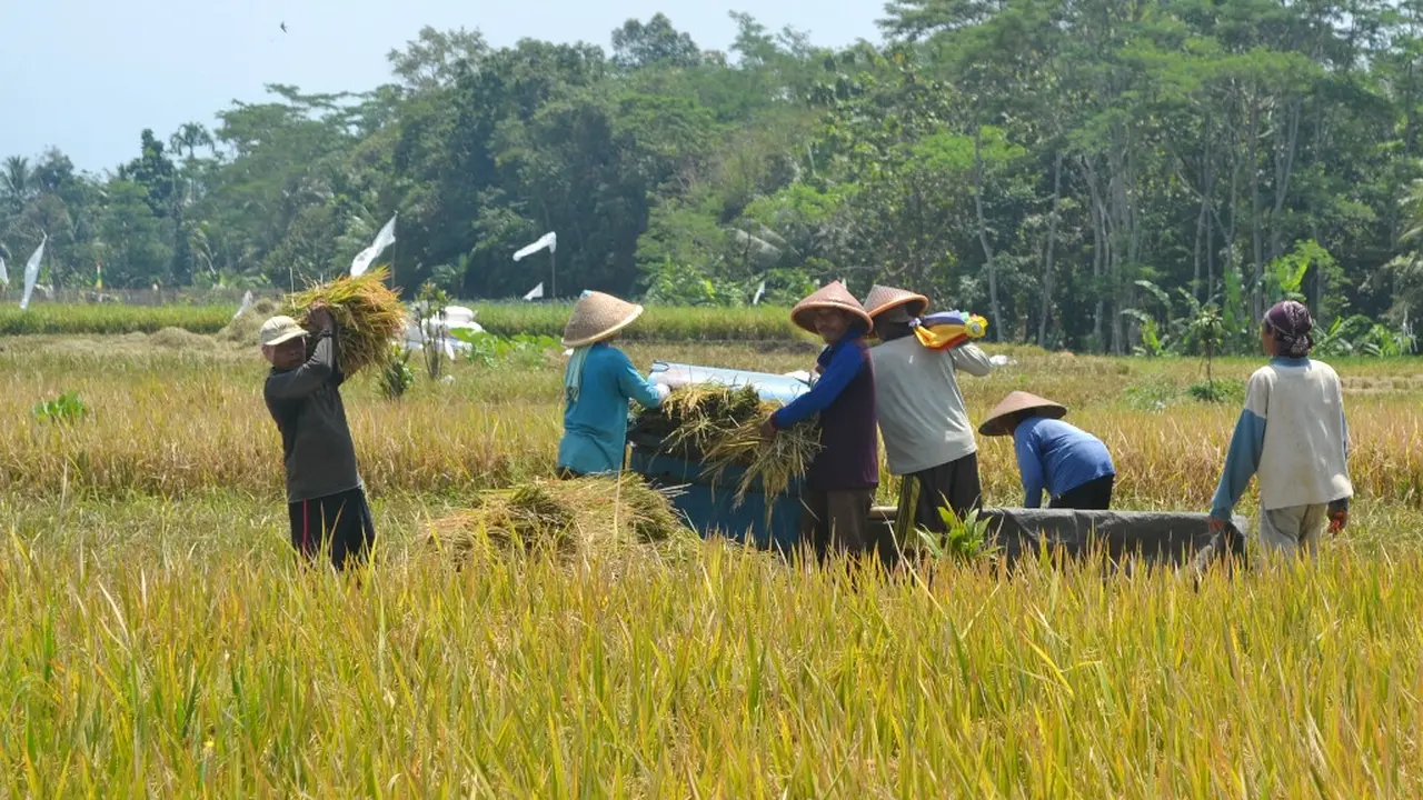 Petani di Kalimanah Kulon, Kalimanah, Purbalingga ogah menggunakan mesin pemanen otomatis (combine harvester) dan lebih memilih panen dengan mesin tradisional. (Foto: Liputan6.com/Muhamad Ridlo)
